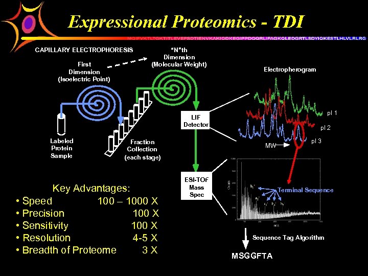 Expressional Proteomics - TDI CAPILLARY ELECTROPHORESIS First Dimension (Isoelectric Point) “N”th Dimension (Molecular Weight)