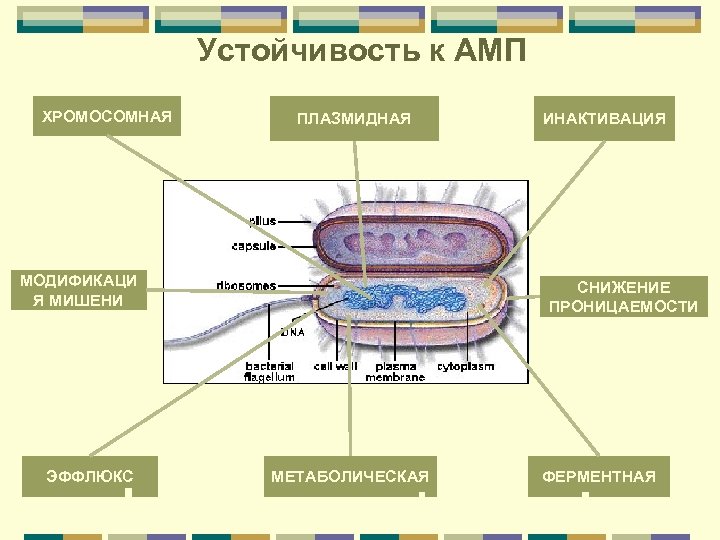 Устойчивость к АМП ХРОМОСОМНАЯ ПЛАЗМИДНАЯ МОДИФИКАЦИ Я МИШЕНИ ЭФФЛЮКС ИНАКТИВАЦИЯ СНИЖЕНИЕ ПРОНИЦАЕМОСТИ МЕТАБОЛИЧЕСКАЯ ФЕРМЕНТНАЯ
