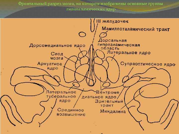 Фронтальный разрез мозга, на котором изображены основные группы гипоталамических ядер 