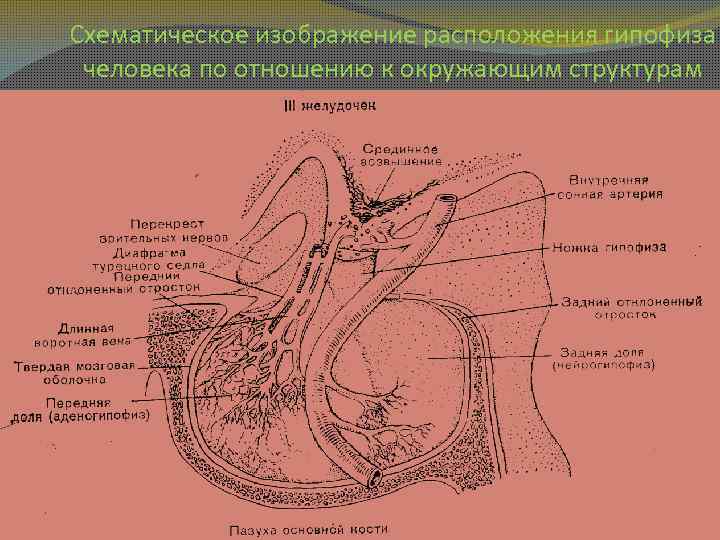 Схематическое изображение расположения гипофиза человека по отношению к окружающим структурам 