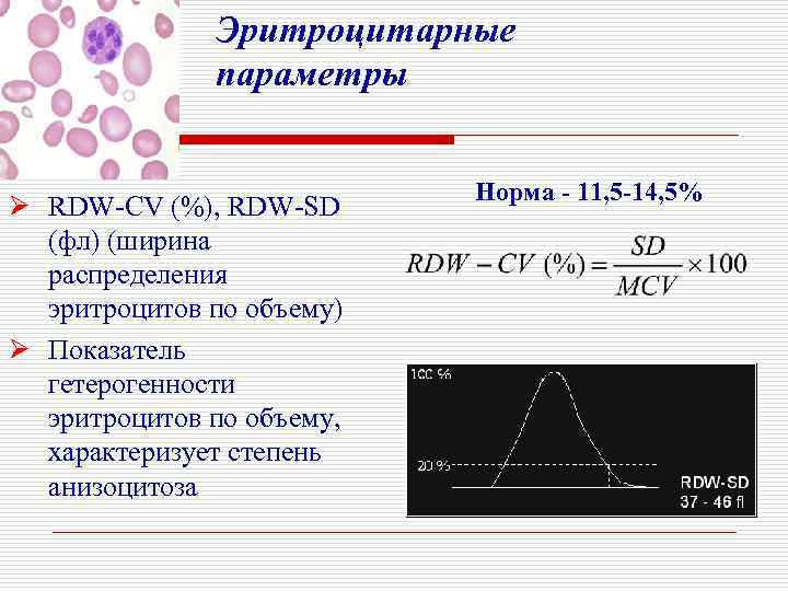 Эритроцитарные параметры Ø RDW-CV (%), RDW-SD (фл) (ширина распределения эритроцитов по объему) Ø Показатель