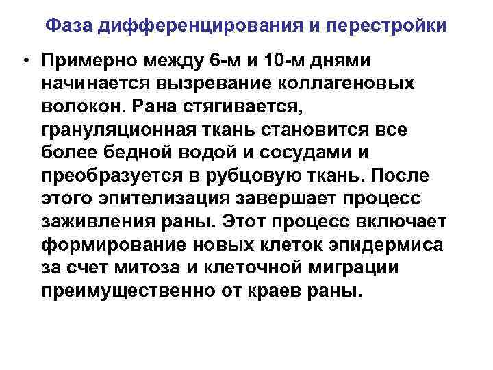 Фаза дифференцирования и перестройки • Примерно между 6 -м и 10 -м днями начинается