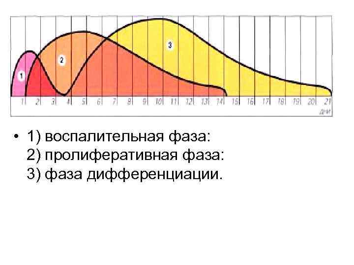  • 1) воспалительная фаза: 2) пролиферативная фаза: 3) фаза дифференциации. 