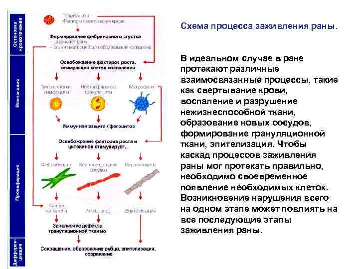 Схема процесса заживления раны. В идеальном случае в ране протекают различные взаимосвязанные процессы, такие