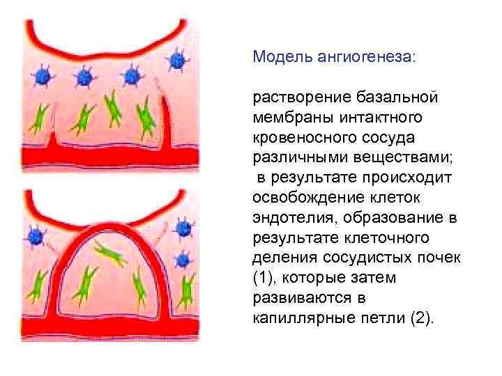 Модель ангиогенеза: растворение базальной мембраны интактного кровеносного сосуда различными веществами; в результате происходит освобождение