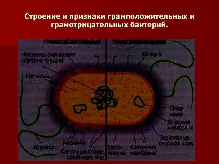 Строение и признаки грамположительных и грамотрицательных бактерий. 