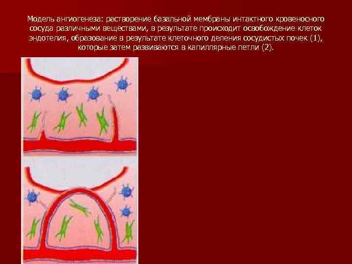 Модель ангиогенеза: растворение базальной мембраны интактного кровеносного сосуда различными веществами, в результате происходит освобождение