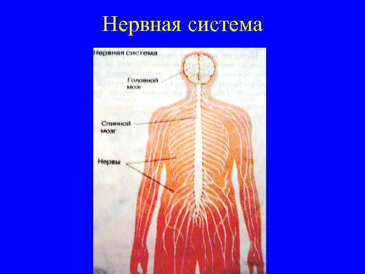 Нервная система 