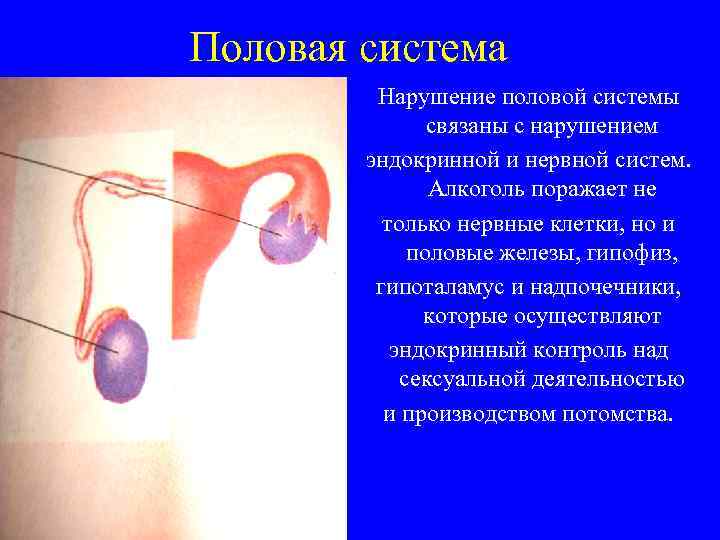 Половая система Нарушение половой системы связаны с нарушением эндокринной и нервной систем. Алкоголь поражает
