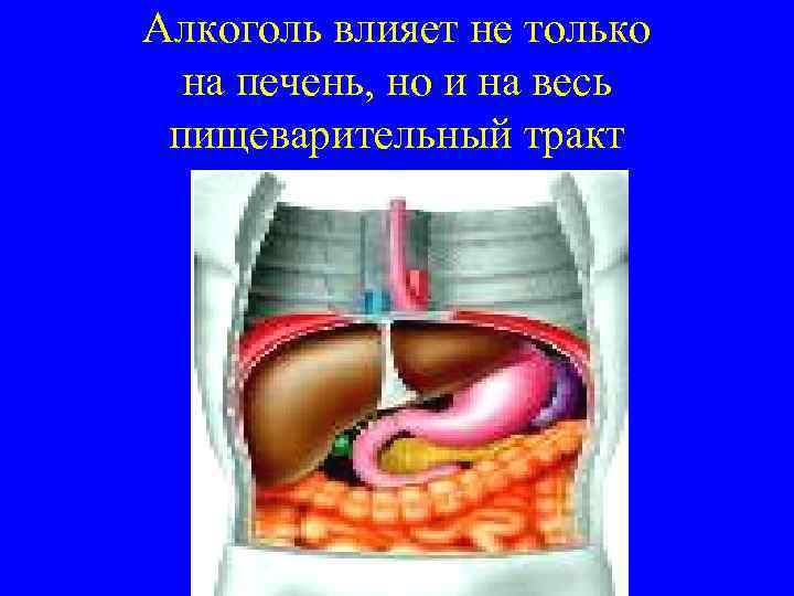 Алкоголь влияет не только на печень, но и на весь пищеварительный тракт 