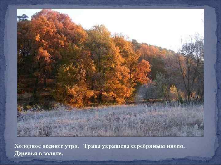 Холодное осеннее утро. Трава украшена серебряным инеем. Деревья в золоте. 