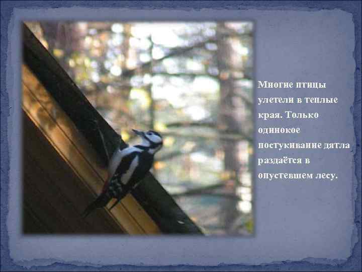 Многие птицы улетели в теплые края. Только одинокое постукивание дятла раздаётся в опустевшем лесу.