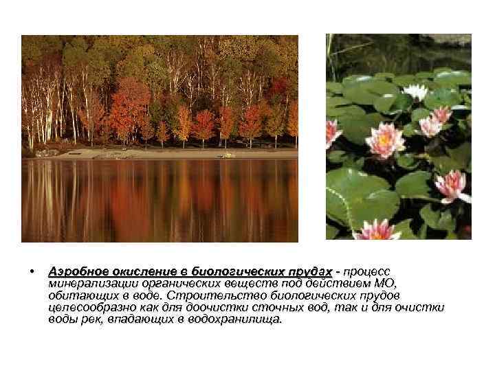  • Аэробное окисление в биологических прудах - процесс минерализации органических веществ под действием