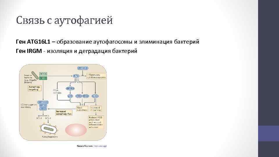 Связь с аутофагией Ген ATG 16 L 1 – образование аутофагосомы и элиминация бактерий