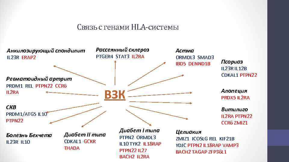 Связь с генами HLA-системы Анкилозирующий спондилит IL 23 R ERAP 2 Рассеянный склероз PTGER