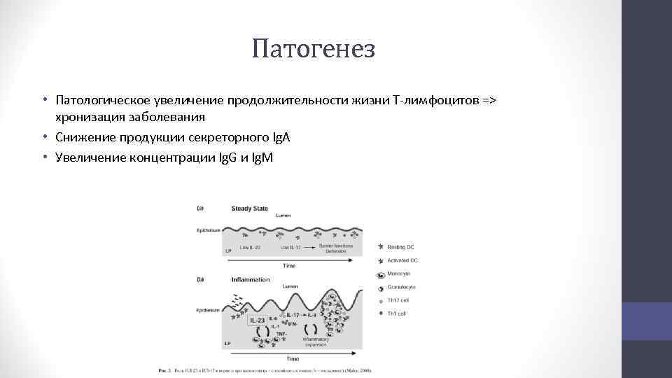 Патогенез • Патологическое увеличение продолжительности жизни Т-лимфоцитов => хронизация заболевания • Снижение продукции секреторного