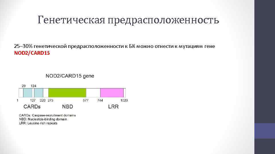 Генетическая предрасположенность 25– 30% генетической предрасположенности к БК можно отнести к мутациям гене NOD