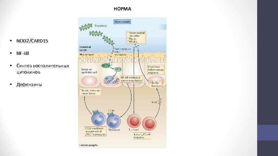 НОРМА • NOD 2/CARD 15 • NF-k. B • Синтез воспалительных цитокинов • Дефензины