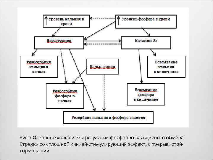 Кальций фосфорный обмен схема