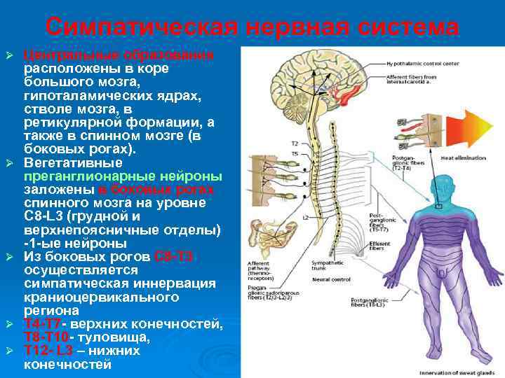 Где расположены симпатические вегетативные ядра. Вегетативные центры вегетативной нервной системы. Центр вегетативной нервной системы спинного мозга расположен в. Ядра симпатического отдела вегетативной нервной системы.