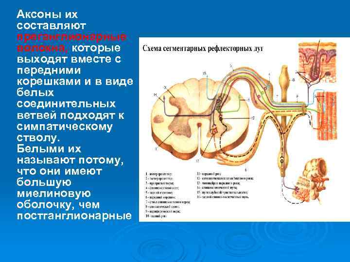  Аксоны их составляют преганглионарные волокна, которые выходят вместе с передними корешками и в