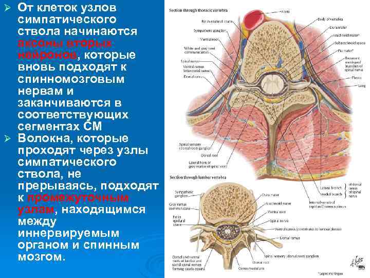 От клеток узлов симпатического ствола начинаются аксоны вторых нейронов, которые вновь подходят к спинномозговым