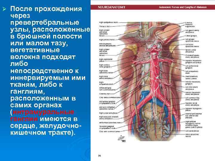 Ø После прохождения через превертебральные узлы, расположенные в брюшной полости или малом тазу, вегетативные