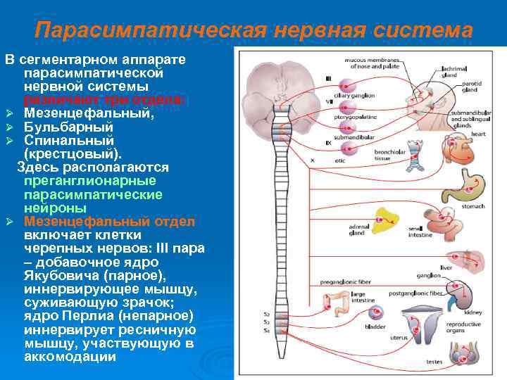 Нервный отдел и функции парасимпатической