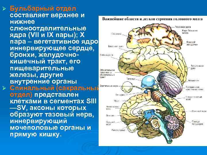 Бульботаламический путь схема