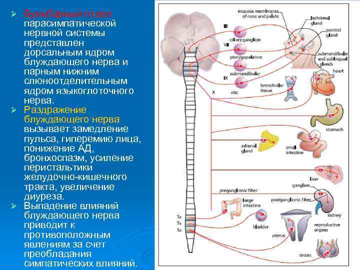 Где расположены симпатические вегетативные ядра. Парасимпатическая нервная система мочевого пузыря. Центры парасимпатического отдела ВНС ядра. Бульбарный отдел парасимпатической. Схема вегетативной иннервации мочевого пузыря.