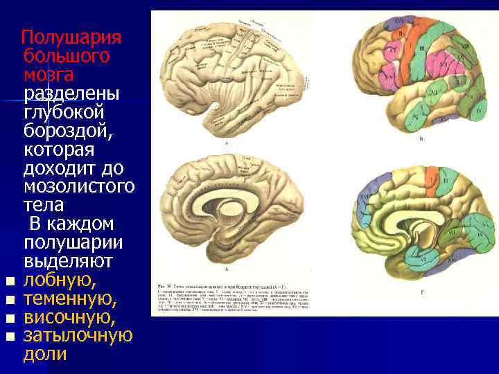  Полушария большого мозга разделены глубокой бороздой, которая доходит до мозолистого тела В каждом
