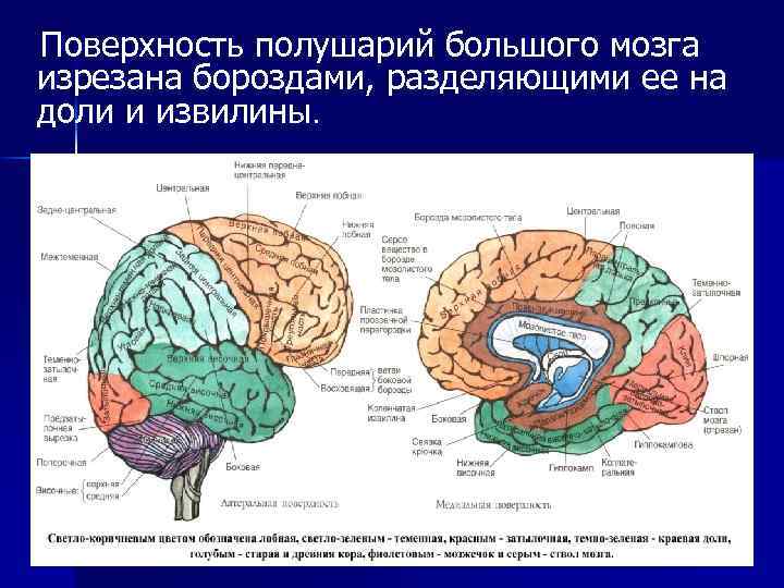 Кора больших полушарий головного мозга гистология рисунок