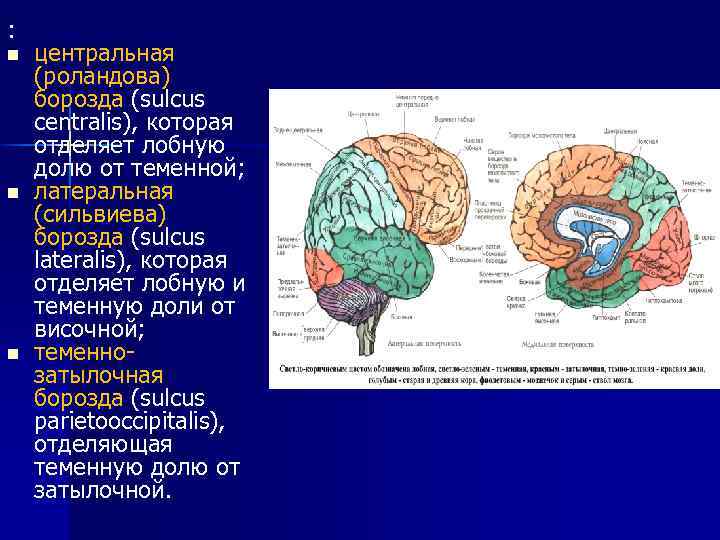 : n n n центральная (роландова) борозда (sulcus centralis), которая отделяет лобную долю от