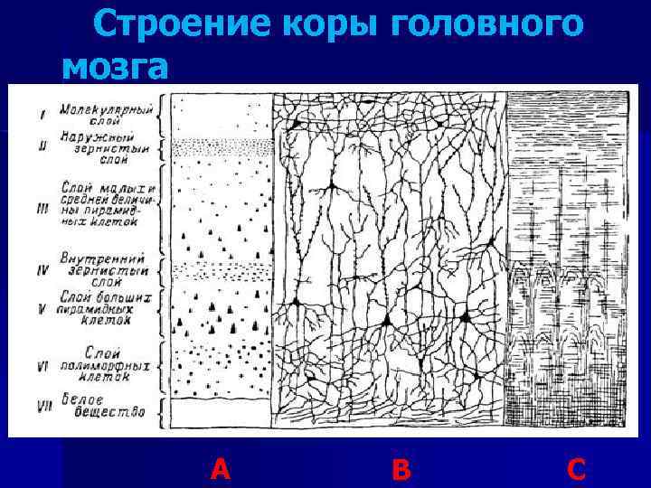  Строение коры головного мозга A B C 