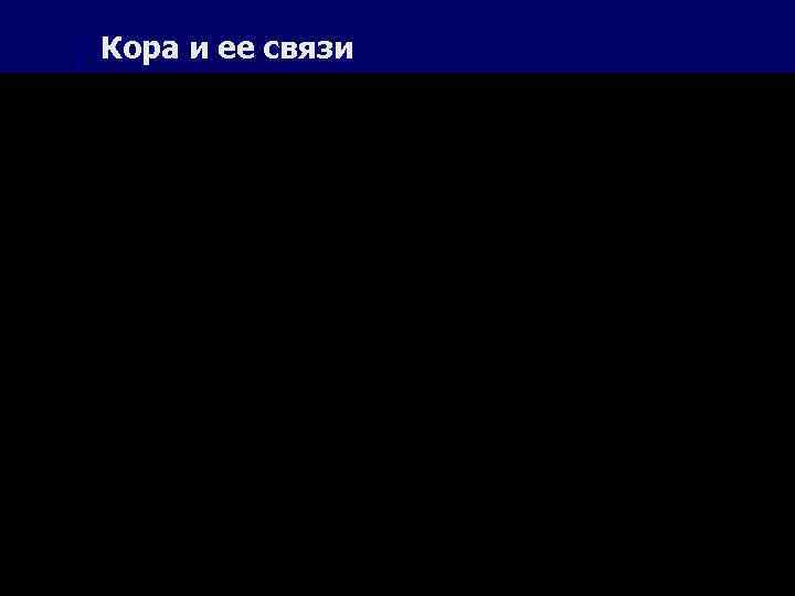 Кора и ее связи 