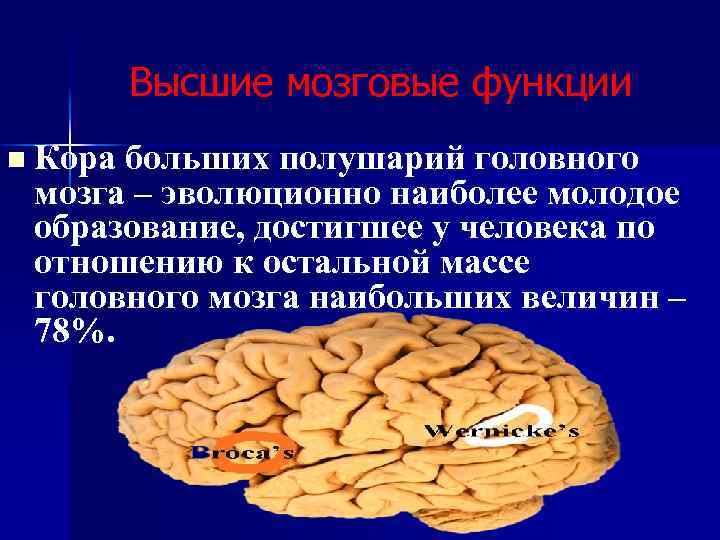 Высшие мозговые функции n Кора больших полушарий головного мозга – эволюционно наиболее молодое образование,