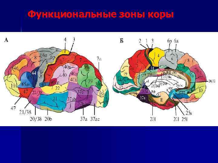 Функциональные зоны коры 