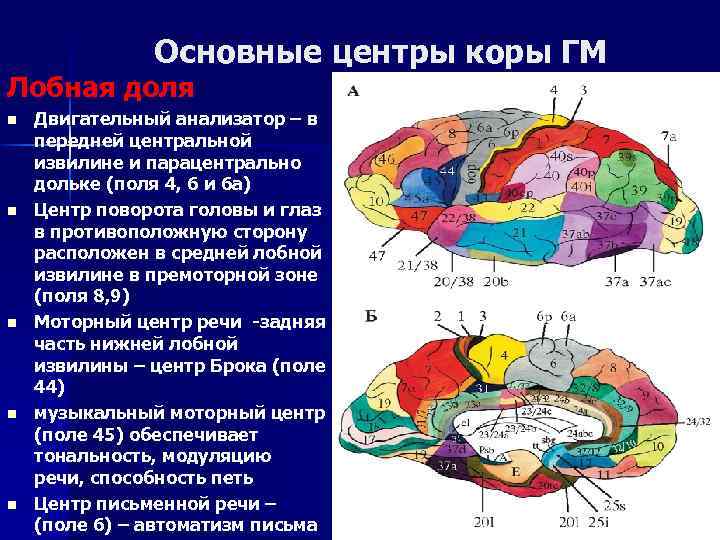 Основные центры коры ГМ Лобная доля n n n Двигательный анализатор – в передней