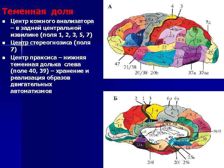 Теменная доля n n n Центр кожного анализатора – в задней центральной извилине (поля