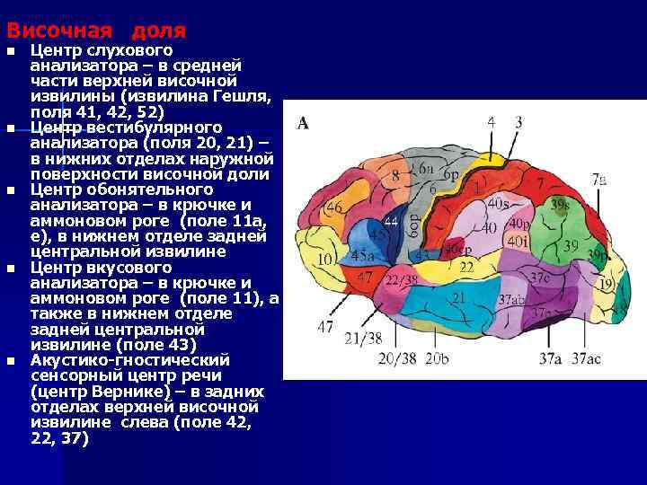 Височная доля n n n Центр слухового анализатора – в средней части верхней височной