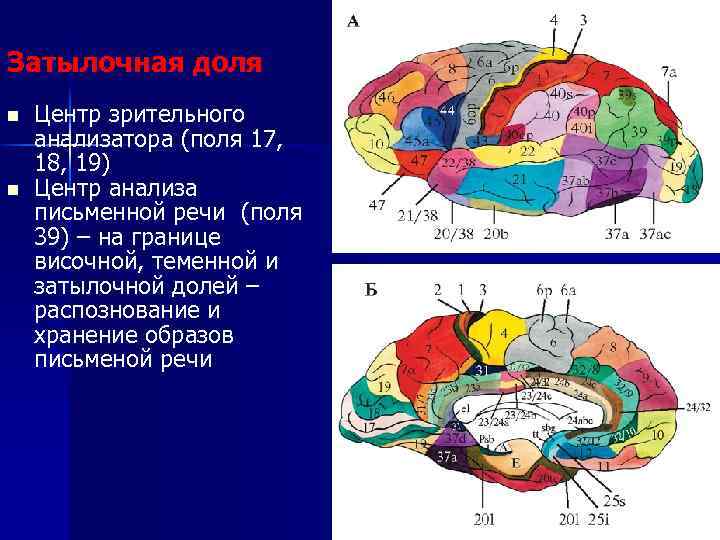 Затылочная доля n n Центр зрительного анализатора (поля 17, 18, 19) Центр анализа письменной