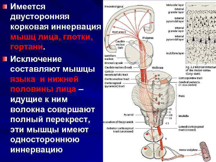 Двигательная нервная система. Корковая иннервация верхних отделов лицевой мускулатуры. Двусторонняя корковая иннервация. Иннервация мышц. Двусторонняя иннервация мышц.