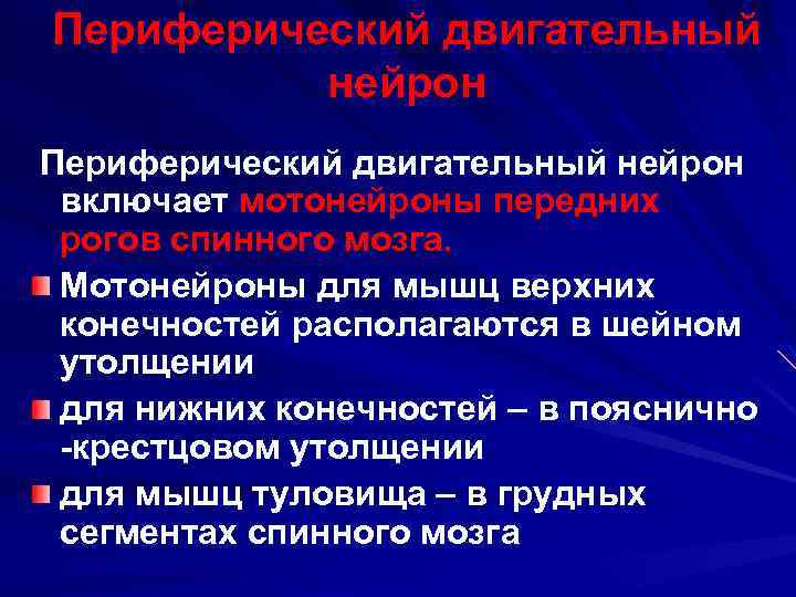 Периферический двигательный нейрон включает мотонейроны передних рогов спинного мозга. Мотонейроны для мышц верхних конечностей