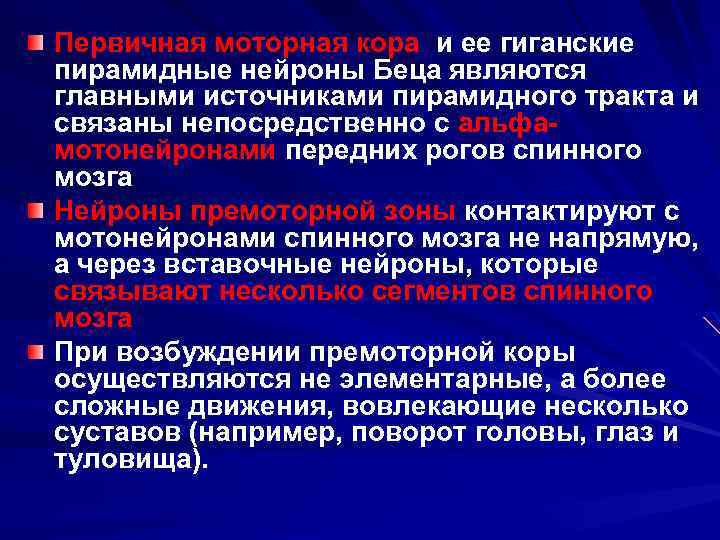 Первичная моторная кора и ее гиганские пирамидные нейроны Беца являются главными источниками пирамидного тракта