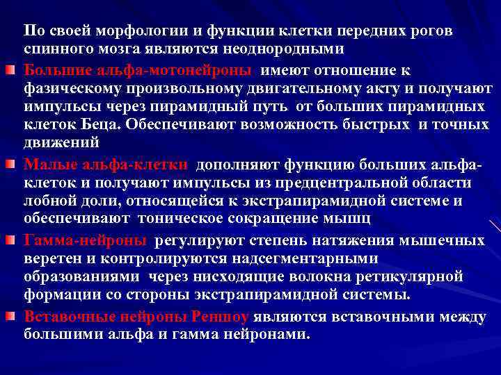  По своей морфологии и функции клетки передних рогов спинного мозга являются неоднородными Большие