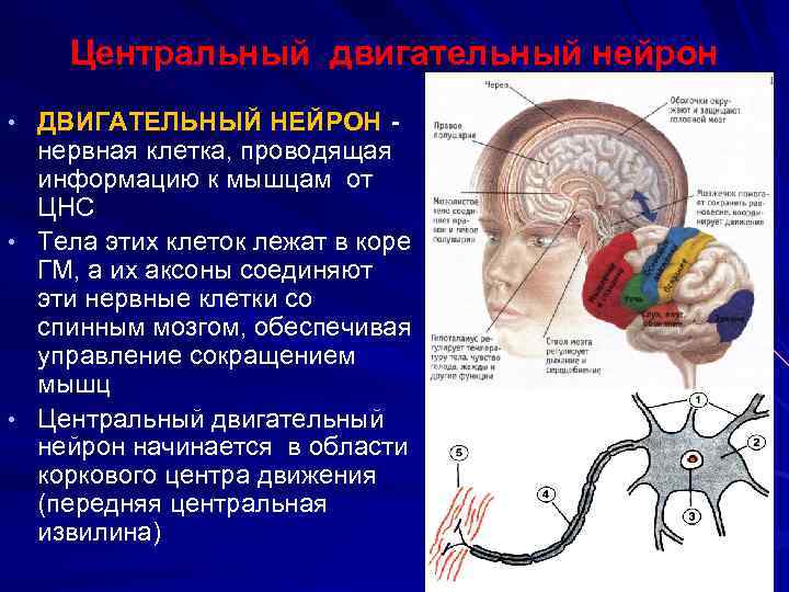 Центральный двигательный нейрон • ДВИГАТЕЛЬНЫЙ НЕЙРОН - нервная клетка, проводящая информацию к мышцам от
