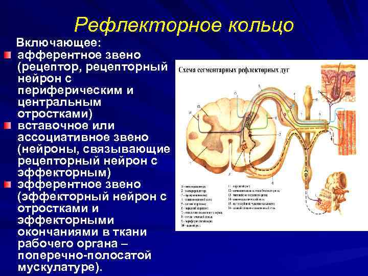 Рефлекторное кольцо Включающее: афферентное звено (рецептор, рецепторный нейрон с периферическим и центральным отростками) вставочное