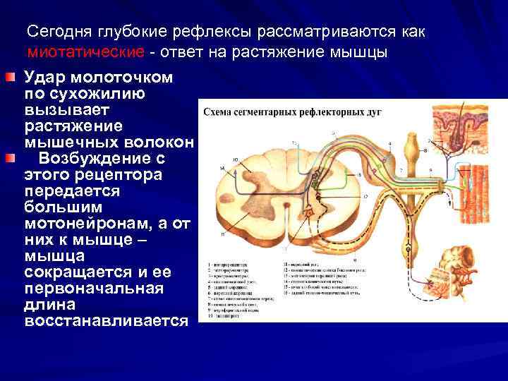 Миотатический рефлекс физиология схема