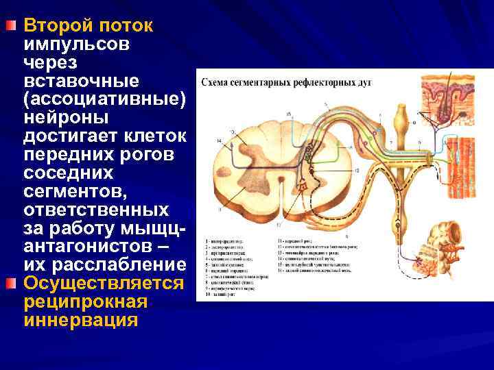 Второй поток импульсов через вставочные (ассоциативные) нейроны достигает клеток передних рогов соседних сегментов, ответственных