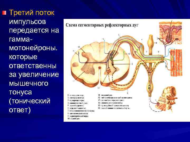 Третий поток импульсов передается на гаммамотонейроны. которые ответственны за увеличение мышечного тонуса (тонический ответ)